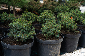 Nursery of various green spruce plants for gardening.