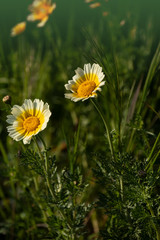 Glebionis Coronaria Chrysanthemums, a white and yellow daisy. Common names: garland chrysanthemum