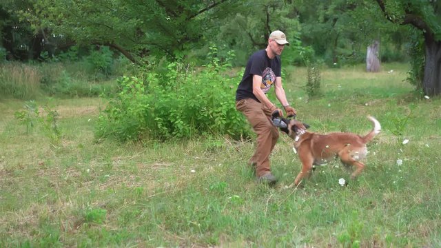 A Shepherd Attacks A Toy Held By A Man In His Arms. Adult Male Is Training His Dog Belgian Malinois. Dog Training Concept Video Prores 422