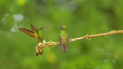 zamarrito verdoso © Nino