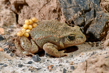 Geburtshelferkröte (Alytes obstetricans) - Common midwife toad 