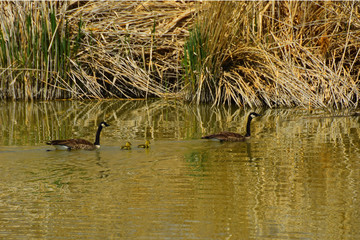 Geese with adorable new babies