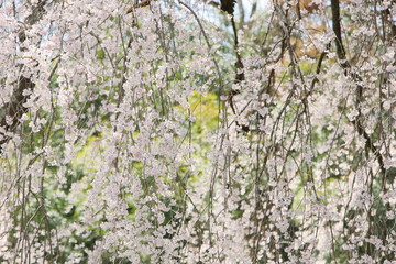 満開の枝垂れ桜　麻績の里 石塚桜