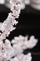 エドヒガンザクラ