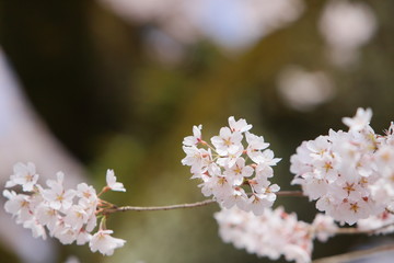 エドヒガンザクラ