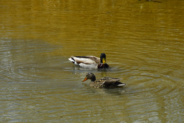 a pair of ducks on the water