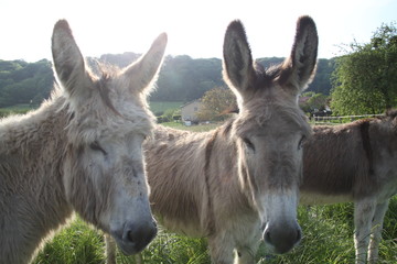 Adorable grey donkeys in the high grass meadow