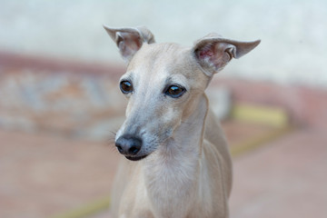 Portrait of  an italian greyhound up close