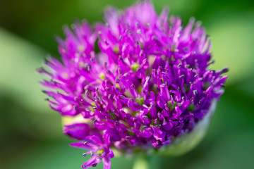 Purple onion flowers in the garden