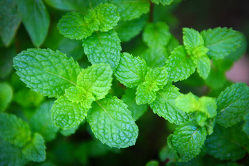 Peppermint leaf in the garden background - Fresh mint leaves in a nature green herbs or vegetables food