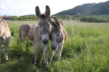 Adorable grey donkeys in the high grass meadow
