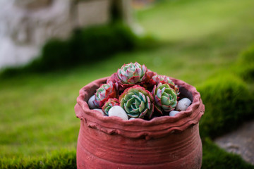 cactus species, A cactus is a member of the plant family Cactaceae.
