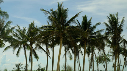 Obraz na płótnie Canvas Coconut trees under blue sky