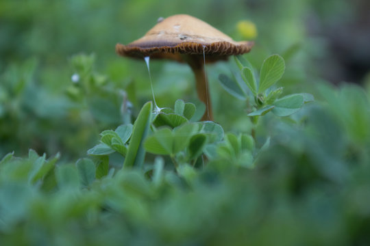 Mower's Mushroom (CA 008046)