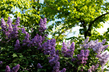 Obraz premium Tall bushes of a lilac of a different shade against the background of a blurred garden on a sunny day. Photo was taken specifically for your bright spring design.