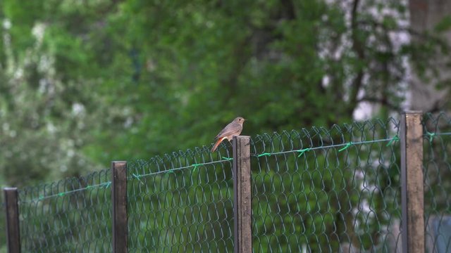 Black Redstart on fence near nest, female (Phoenicurus ochruros) - (4K)