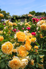 もりやまバラハーブ園