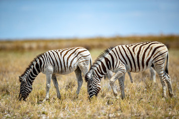 Fototapeta na wymiar A zebra grazes in the grassy plains