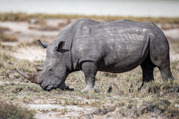 Obraz premium Nosorożec w Parku Narodowym Etosha