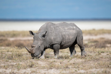 Fototapeta premium Rhinoceros in Etosha National Park