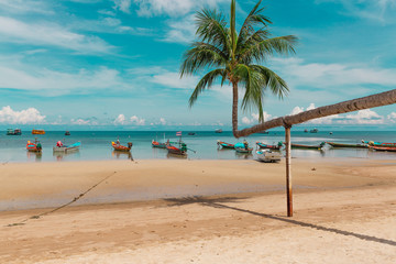 Seaview with boats in a sunny day and a bent palm tree  with blue sky
