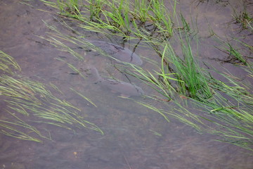 藻や水草が生える、清流の河川に群れで生息する鯉達