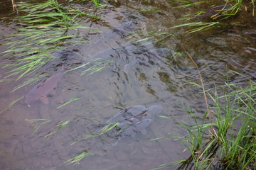 藻や水草が生える、清流の河川に群れで生息する鯉達
