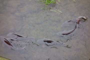 藻や水草が生える、清流の河川に群れで生息する鯉達