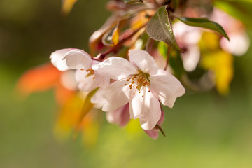 Close-up of wild Apple blossoms on a bright light green background. An image for creating a calendar, book, or postcard. Selective focus.