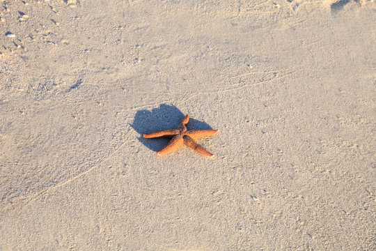 Florida starfish Astropecten nitidus found on the Naples beach