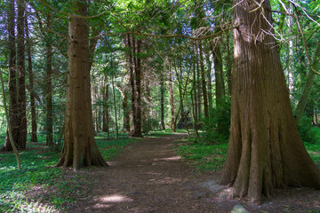 Hiking trail in the wonderful forest with a big variety of trees at Stenhuvud national park in Simrishamn, Sweden.