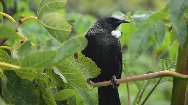 New Zealand Tui bird sitting on a branch eating fig fruit