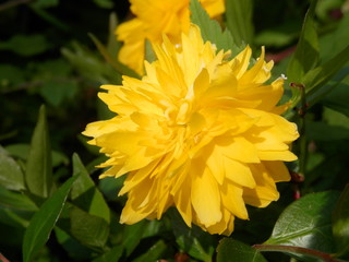 八重咲きのヤマブキ(花部分接写)