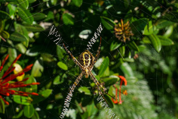 Saint Andrews Cross spider in web.