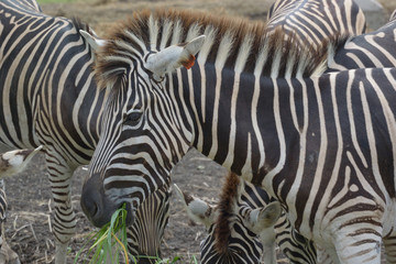Fototapeta na wymiar Close-up Of Zebras Standing On Field By Lake
