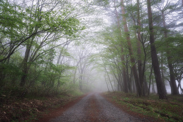 Fototapeta premium 霧がかった新緑の林道