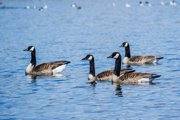 Canada goose family