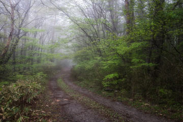 Obraz premium 霧がかった新緑の林道