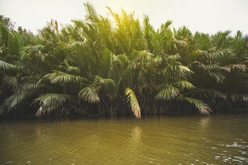  nipa palm tree