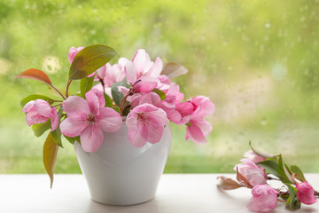 Obraz na płótnie Canvas Pink flowers of decorative apple tree in a small white vase on a windowsill. Image for design postcards, calendar, book cover.