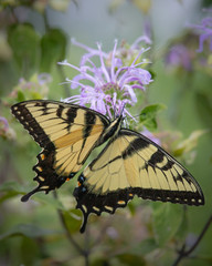 Portrait of an eastern tiger swallowtail butterfly feeding on a bergamot flower © cwieders