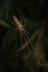 A long-jawed orbweaver spider on its web against a dark background