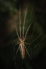 A long-jawed orbweaver spider on its web against a dark background