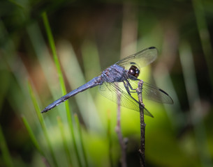 A Slaty Skimmer dragonfly holding to a tiny branch against a blurred natural background