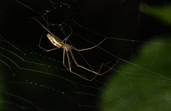 A long-jawed orbweaver spider on its web against a dark background