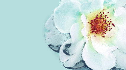 An illustration based on a white field rose and its stamen. The centre of the rose is yellow and red. And the background is pale blue. Copy space