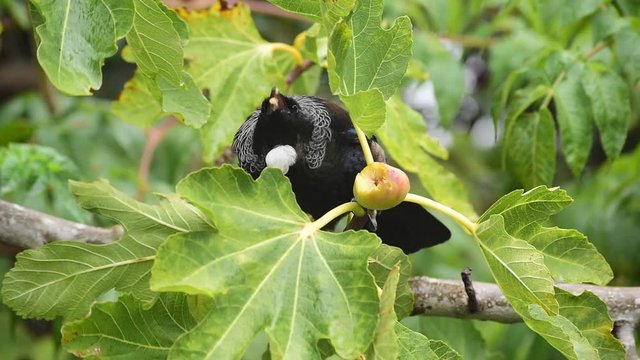 New Zealand Tui bird eating a fig from the tree