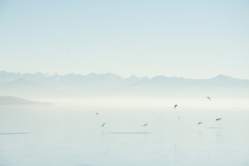 Lago con niebla, bosque y patos