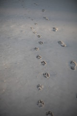 Foot prints in the sand, beach water
