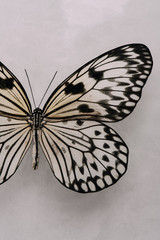 Fototapeta na wymiar white and black butterfly on white background